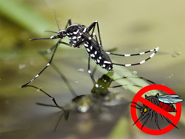 Best Mosquito Killer (May 2025) - Buyer&rsquo;s Guide and Reviews