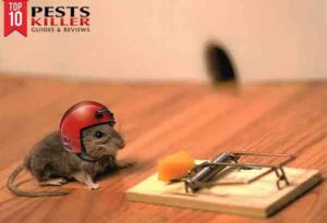 best mouse trap for small mice