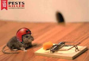 best mouse traps to buy