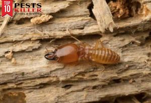 How to get rid of termites at home - the best way